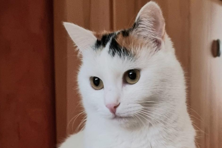 Vermisstmeldung Katze rassenmischung Weiblich , 7 jahre Hesperange Luxemburg