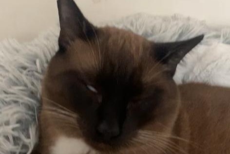 Vermisstmeldung Katze Männliche , 4 jahre Villeneuve-d'Ascq Frankreich Vermisstmeldung Katze Männliche , 4 jahre Villeneuve-d'Ascq Frankreich