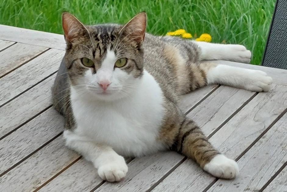 Vermisstmeldung Katze Männliche , 4 jahre Luxembourg Luxemburg Vermisstmeldung Katze Männliche , 4 jahre Luxembourg Luxemburg