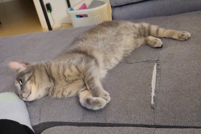 Vermisstmeldung Katze Weiblich , 9 jahre Les Tourrettes Frankreich Vermisstmeldung Katze Weiblich , 9 jahre Les Tourrettes Frankreich