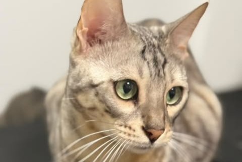 Vermisstmeldung Katze  Männliche , 4 jahre Vincennes Frankreich