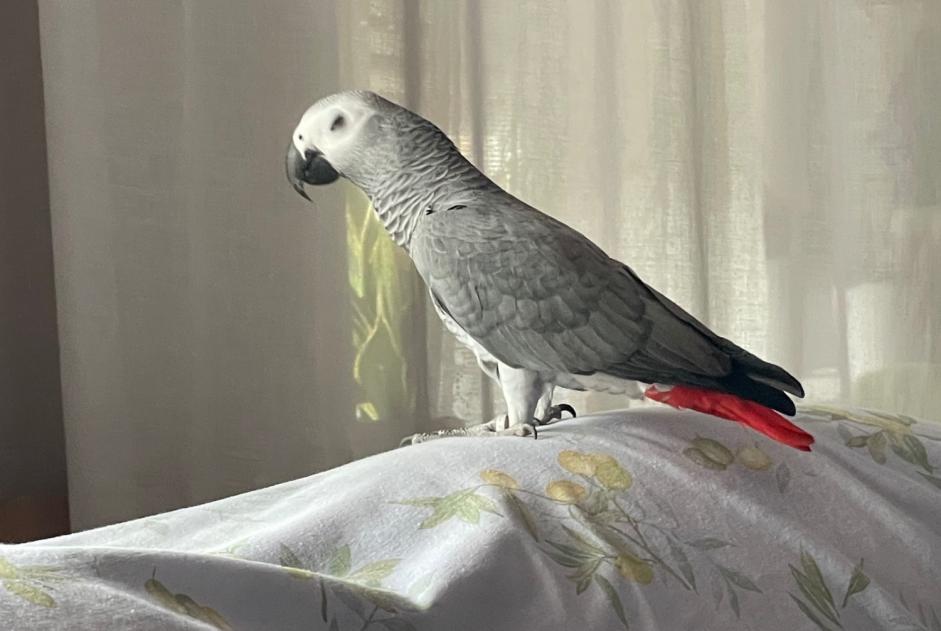 Disappearance alert Bird Female , 2025 years Luxembourg Luxembourg