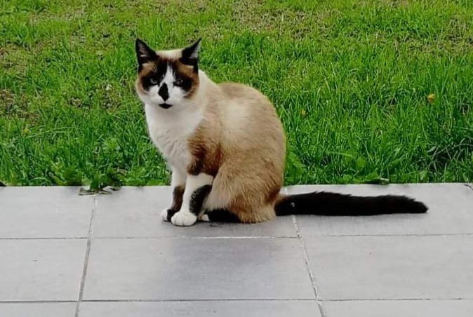 Disappearance alert Cat miscegenation Female , 8 years Damgan France Disappearance alert Cat miscegenation Female , 8 years Damgan France