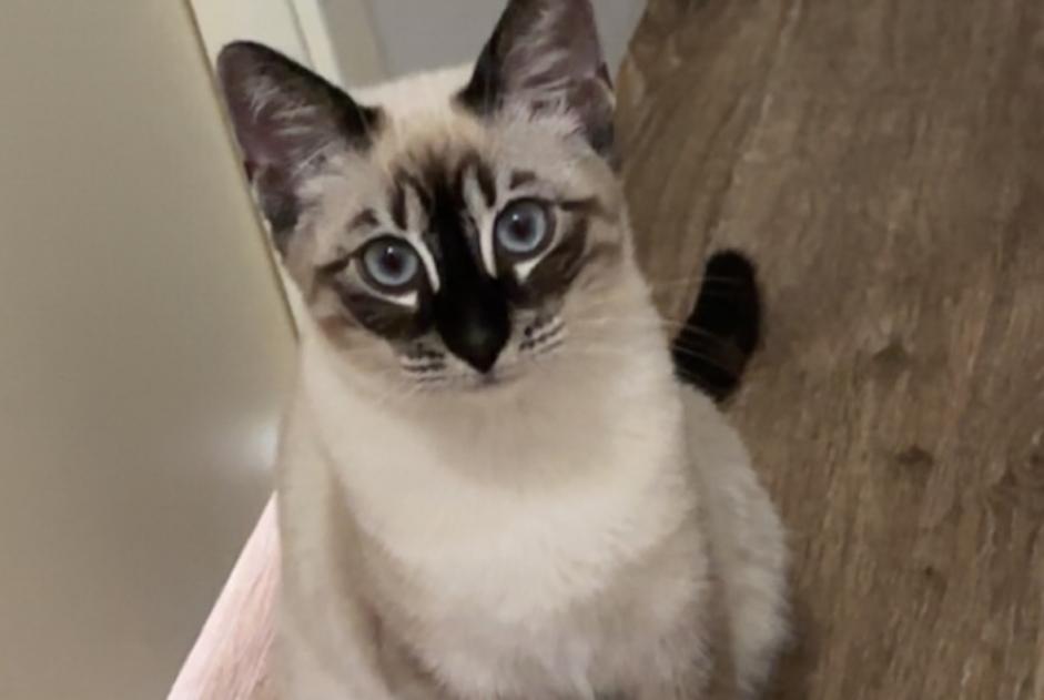 Disappearance alert Cat Female , 1 years Armentières France Disappearance alert Cat Female , 1 years Armentières France