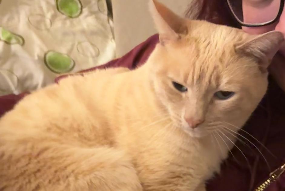 Disappearance alert Cat Male , 12 years Genève Switzerland Disappearance alert Cat Male , 12 years Genève Switzerland