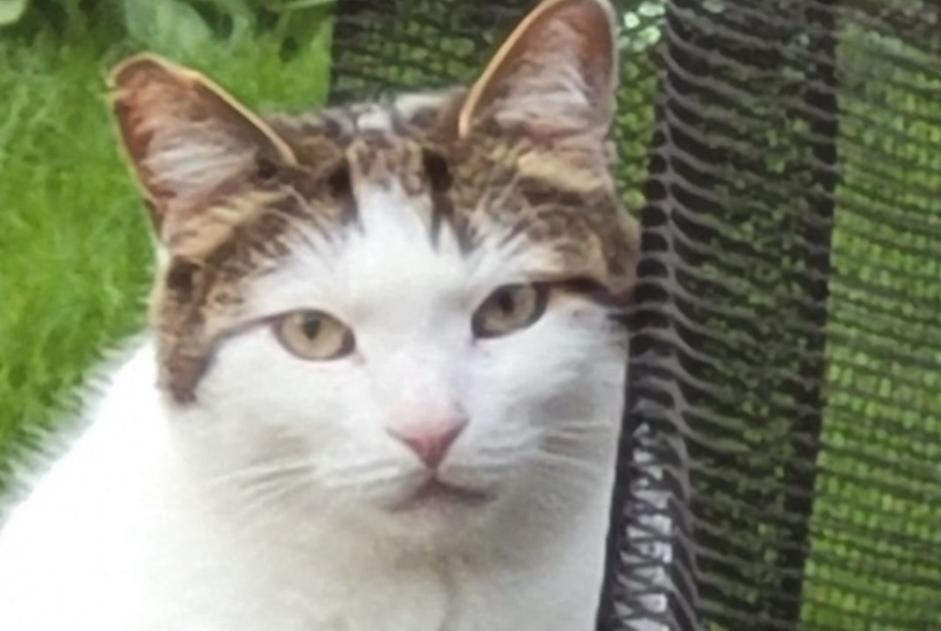 Disappearance alert Cat Male , 5 years Croix France Disappearance alert Cat Male , 5 years Croix France
