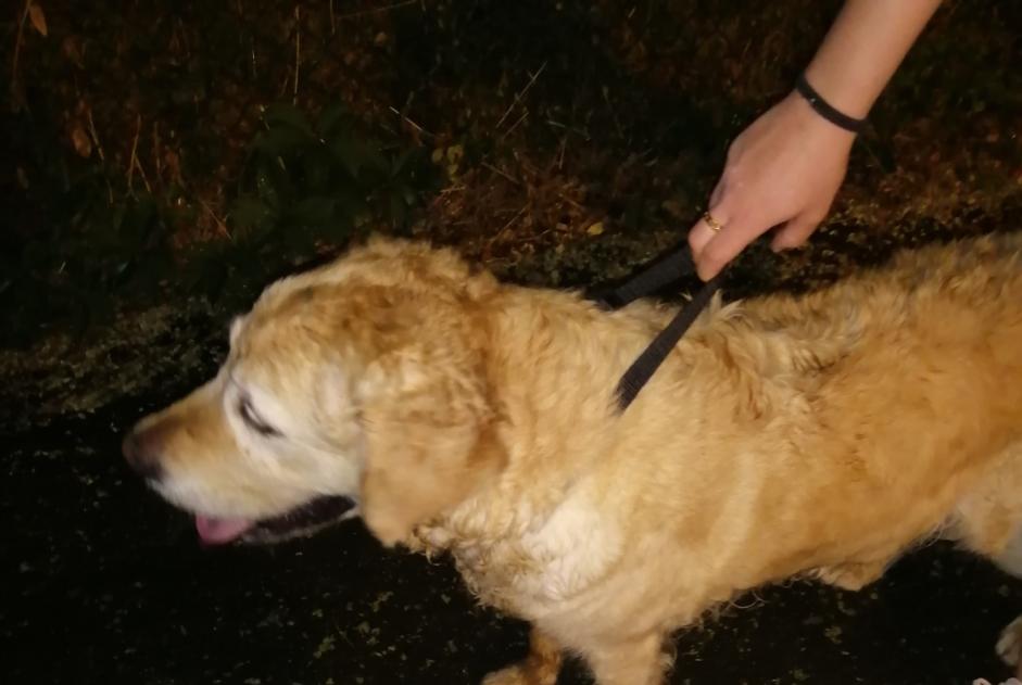 Discovery alert Dog Unknown Saint-Priest France Discovery alert Dog Unknown Saint-Priest France