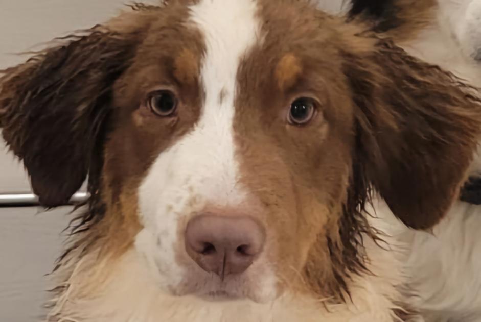 Disappearance alert Dog Male , 3 years Sion Switzerland Disappearance alert Dog Male , 3 years Sion Switzerland