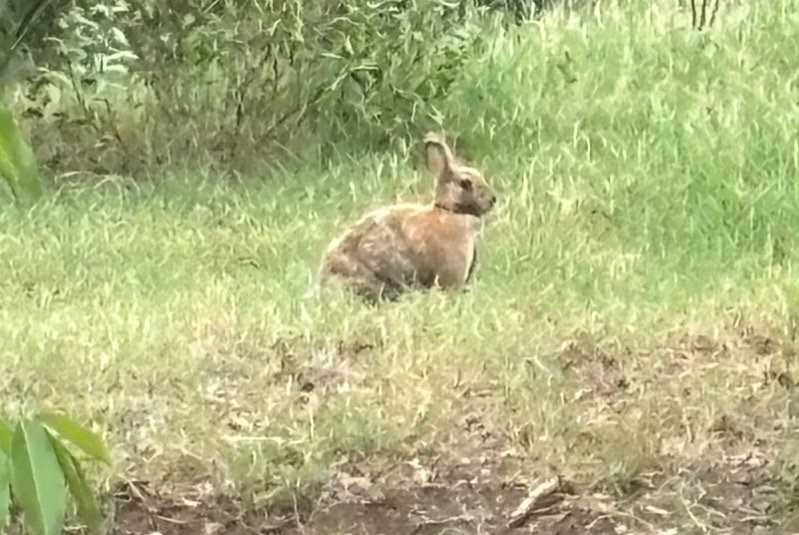 Disappearance alert Rabbit Male , 2025 years Saint-Paul France