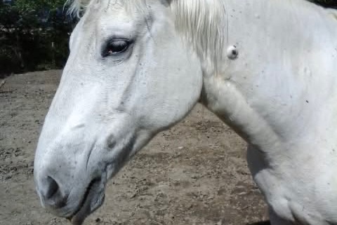Alerta de Desaparición Caballo Hembra , 2025 años Sainte-Jalle Francia Alerta de Desaparición Caballo Hembra , 2025 años Sainte-Jalle Francia