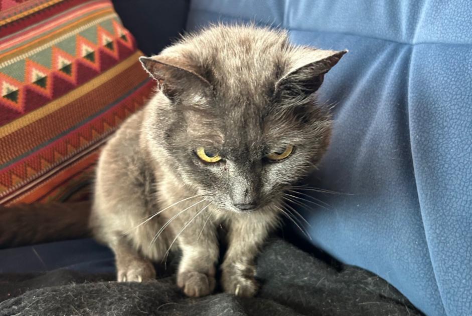 Alerta de Desaparición Gato Hembra , 20 años Châtel-Saint-Denis Suiza
