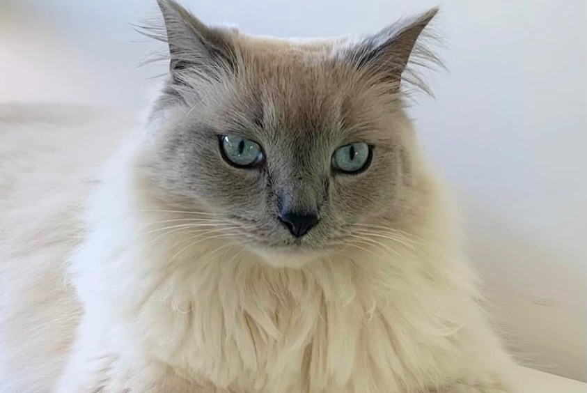 Alerta de Desaparición Gato Macho , 4 años Paray-Douaville Francia Alerta de Desaparición Gato Macho , 4 años Paray-Douaville Francia