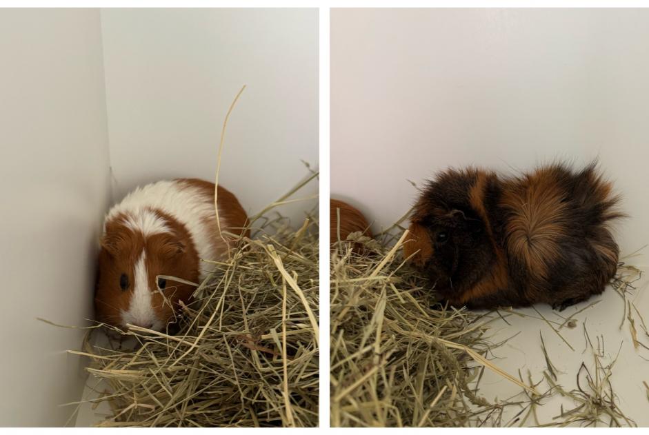 Alerta de Hallazgo Otros Cochon d‘Inde Desconocido Fribourg Suiza