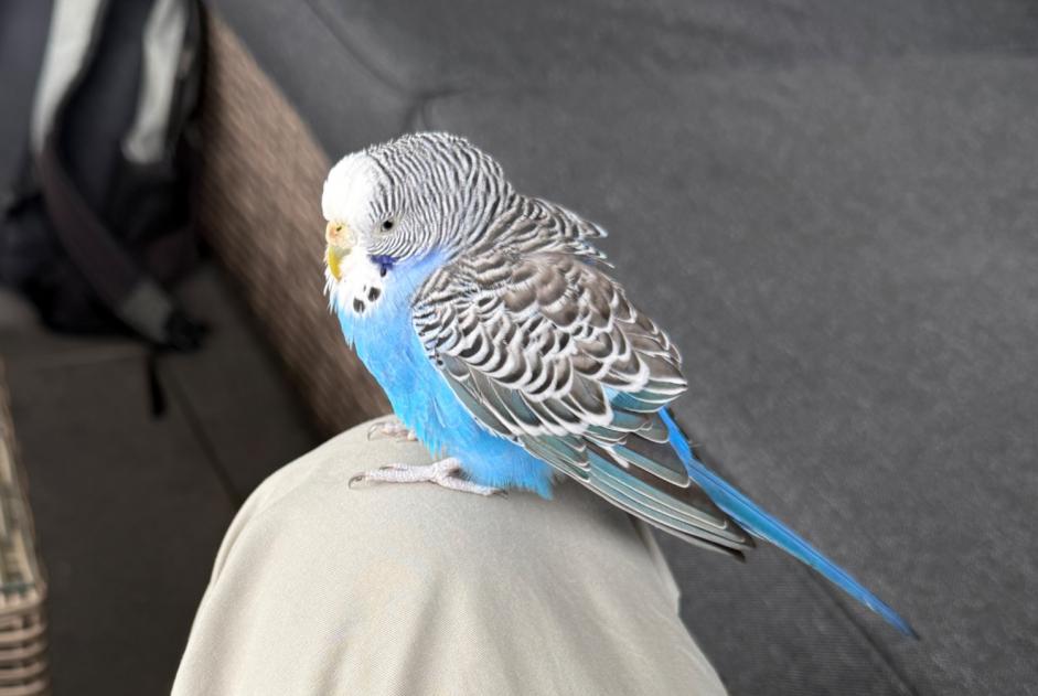 Alerta de Hallazgo Pájaro Desconocido Morlon Suiza Alerta de Hallazgo Pájaro Desconocido Morlon Suiza
