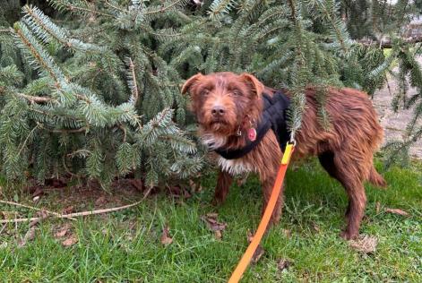 Alerta de Desaparición Perro Macho , 1 años Strassen Luxemburgo