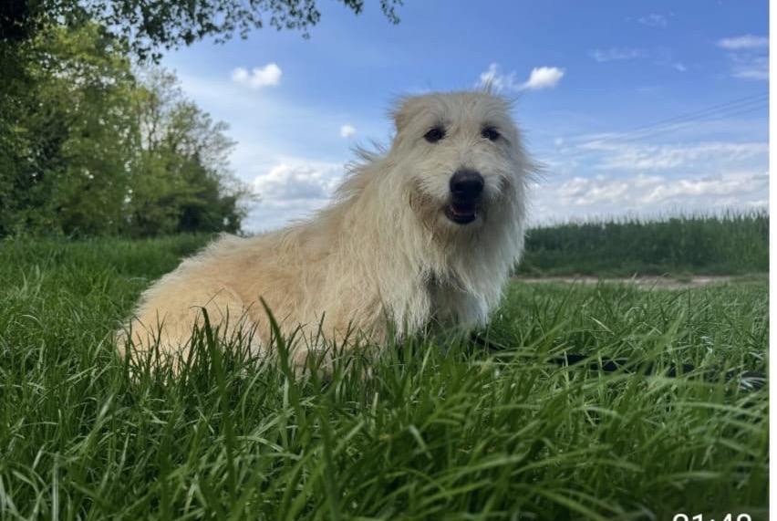 Alerta de Desaparición Perro cruce Hembra , 3 años Saint-Marcel-lès-Valence Francia