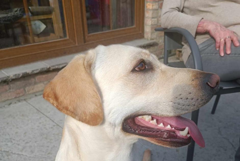 Alerta de Desaparición Perro  Macho , 2 años Beloeil Bélgica