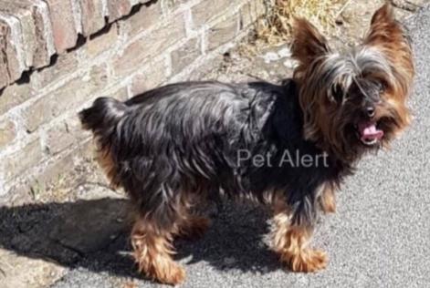 Alerta de Desaparición Perro Macho , 16 años Comines Francia Alerta de Desaparición Perro Macho , 16 años Comines Francia