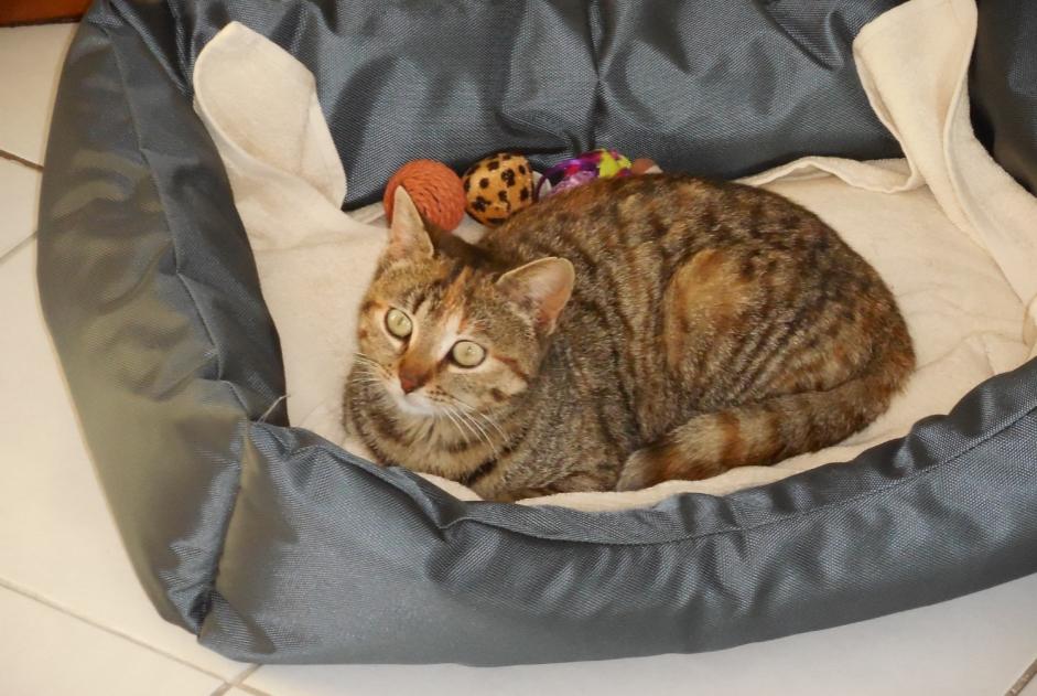 Alerte Disparition Chat Femelle , 8 ans Faches-Thumesnil France Alerte Disparition Chat Femelle , 8 ans Faches-Thumesnil France