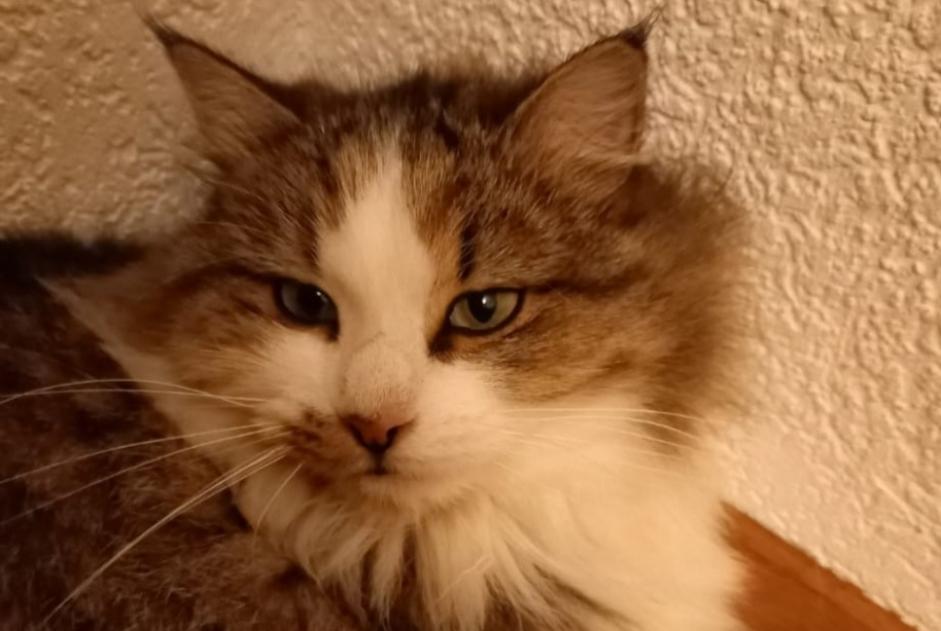 Alerte Disparition Chat croisement Femelle , 2 ans Marly Suisse