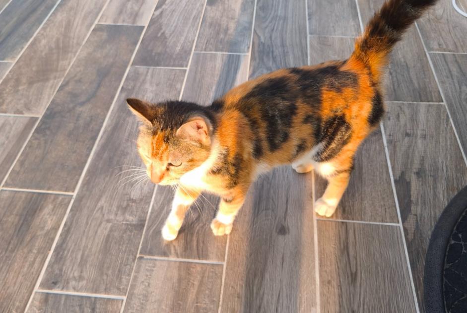 Alerte Découverte Chat Femelle Aizenay France Alerte Découverte Chat Femelle Aizenay France