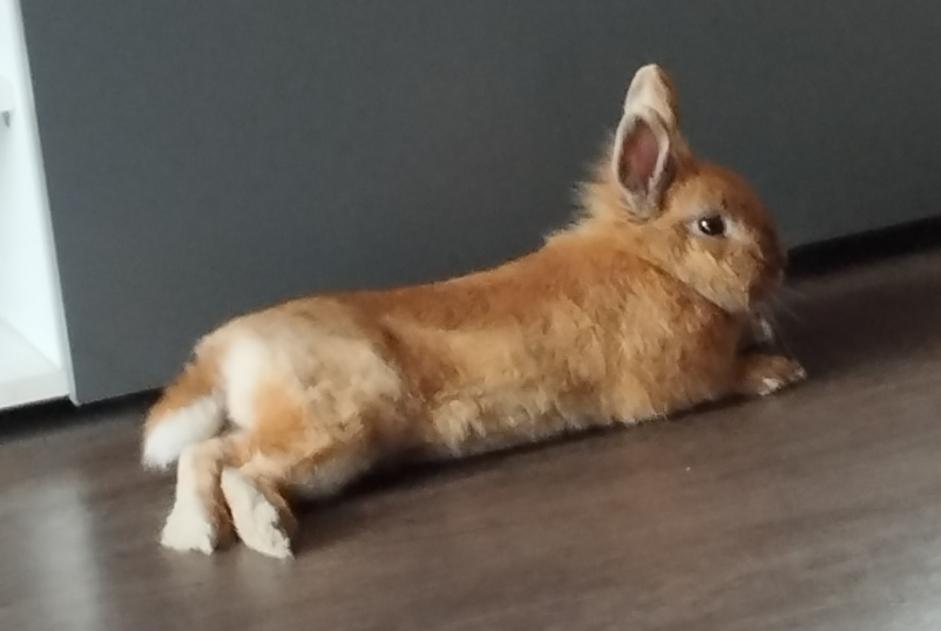 Alerte Disparition Lapin Mâle , 2025 ans Villeneuve-d'Ascq France Alerte Disparition Lapin Mâle , 2025 ans Villeneuve-d'Ascq France