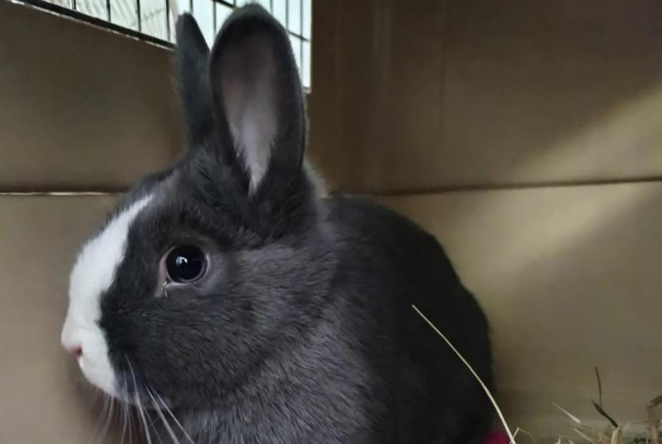 Alerte Découverte Lapin Inconnu Toulon France