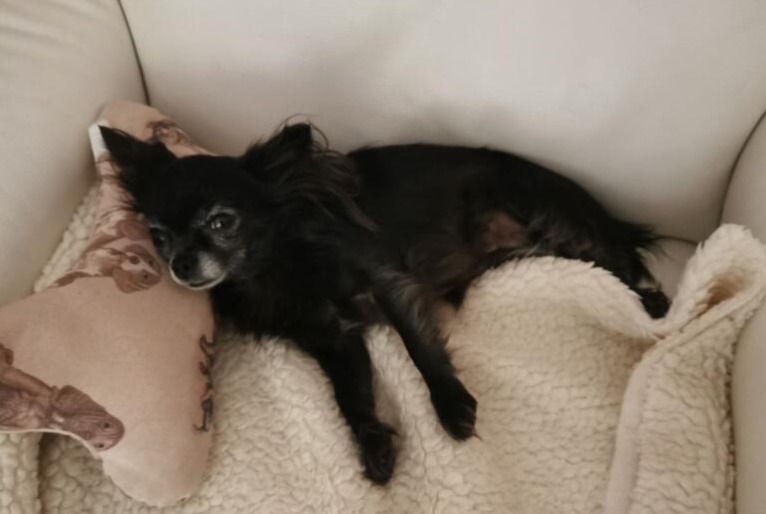 Avviso scomparsa Cane Femmina , 8 anni Carcès Francia Avviso scomparsa Cane Femmina , 8 anni Carcès Francia