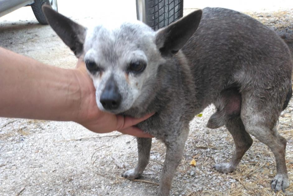 Avviso Ritrovamento Cane Maschio , 8 anni Sorgues Francia Avviso Ritrovamento Cane Maschio , 8 anni Sorgues Francia