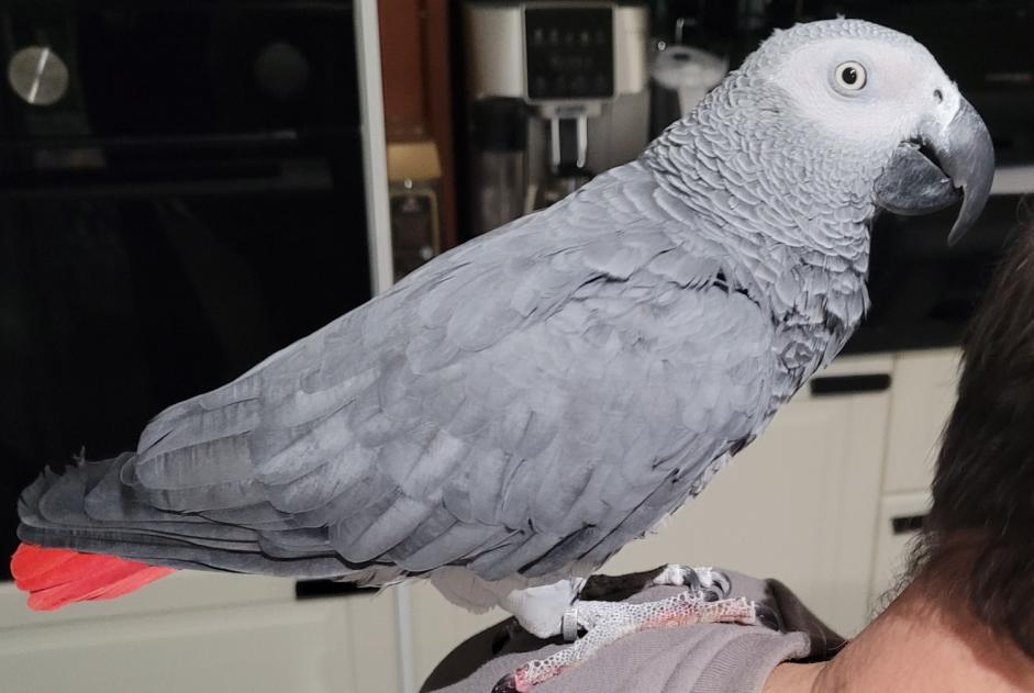 Avviso Ritrovamento Uccello Non conosciuta Alfortville Francia