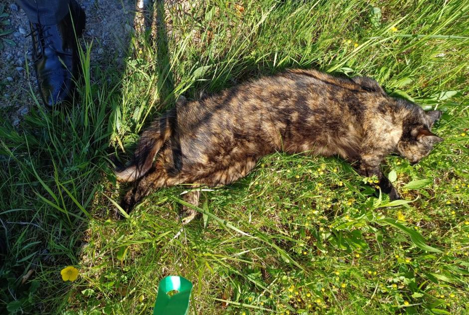 Ontdekkingsalarm Kat Onbekend , 5 jaar Gibloux Zwitserland Ontdekkingsalarm Kat Onbekend , 5 jaar Gibloux Zwitserland
