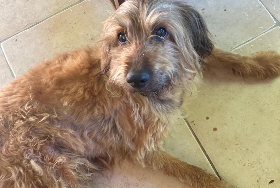 Alerta descoberta Cão cruzamento Macho Ligardes France Alerta descoberta Cão cruzamento Macho Ligardes France