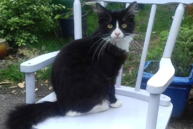Alerta desaparecimento Gato Macho , 5 anos La Trinité-Surzur France Alerta desaparecimento Gato Macho , 5 anos La Trinité-Surzur France