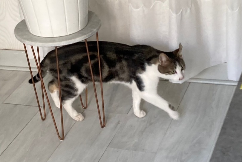 Alerta desaparecimento Gato Macho , 3 anos Hyères France Alerta desaparecimento Gato Macho , 3 anos Hyères France