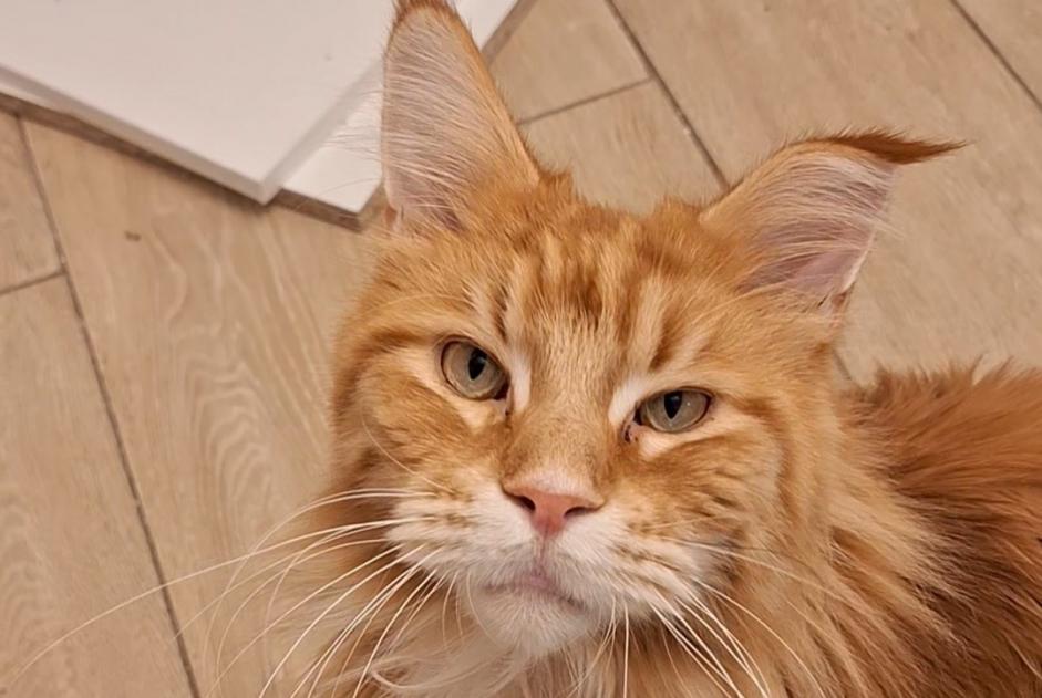 Alerta desaparecimento Gato  Macho , 3 anos Hyères France