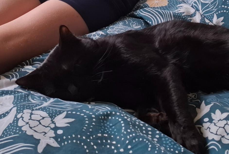 Alerta desaparecimento Gato Macho , 2 anos Vougy France Alerta desaparecimento Gato Macho , 2 anos Vougy France