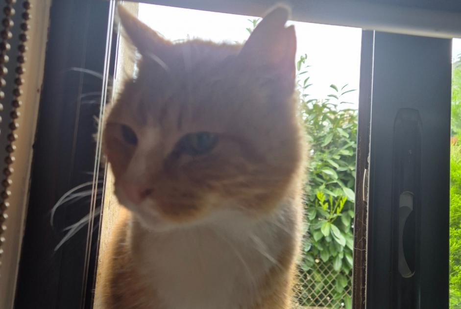 Alerta descoberta Gato Macho Ploeren France Alerta descoberta Gato Macho Ploeren France