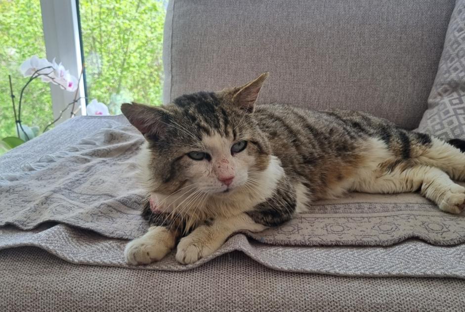 Alerta descoberta Gato Macho Morlon Switzerland Alerta descoberta Gato Macho Morlon Switzerland